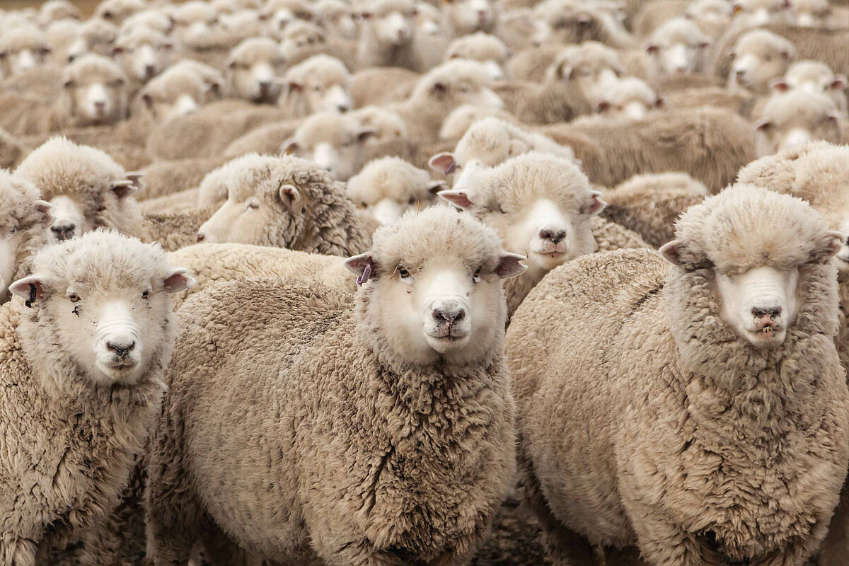 Schafsherde.