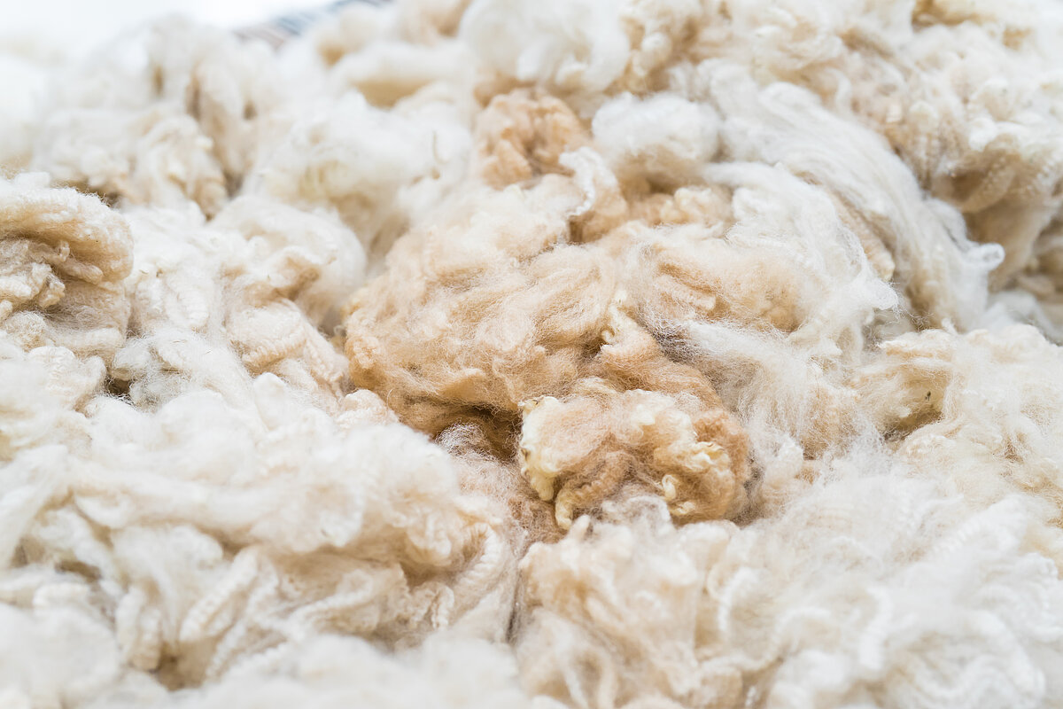 Nahaufnahme Alpakawolle.