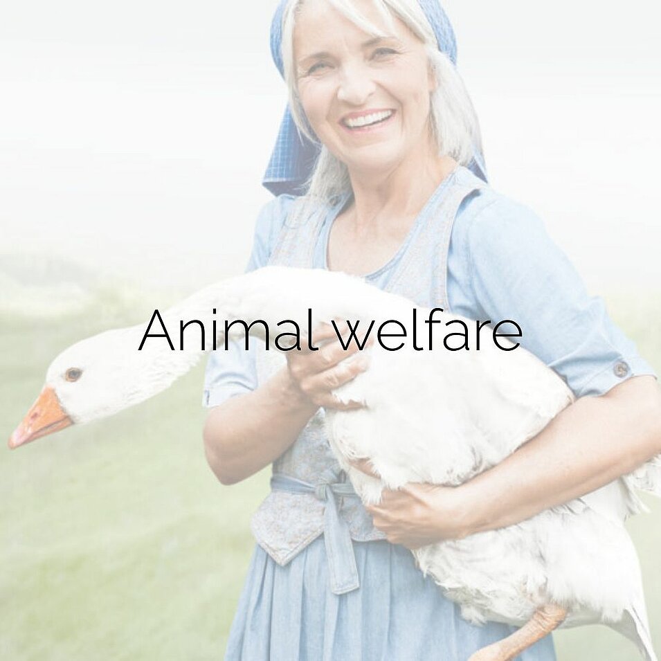 Woman in a blue dress holding a white goose in her arms. Caption: ‘Animal welfare’.