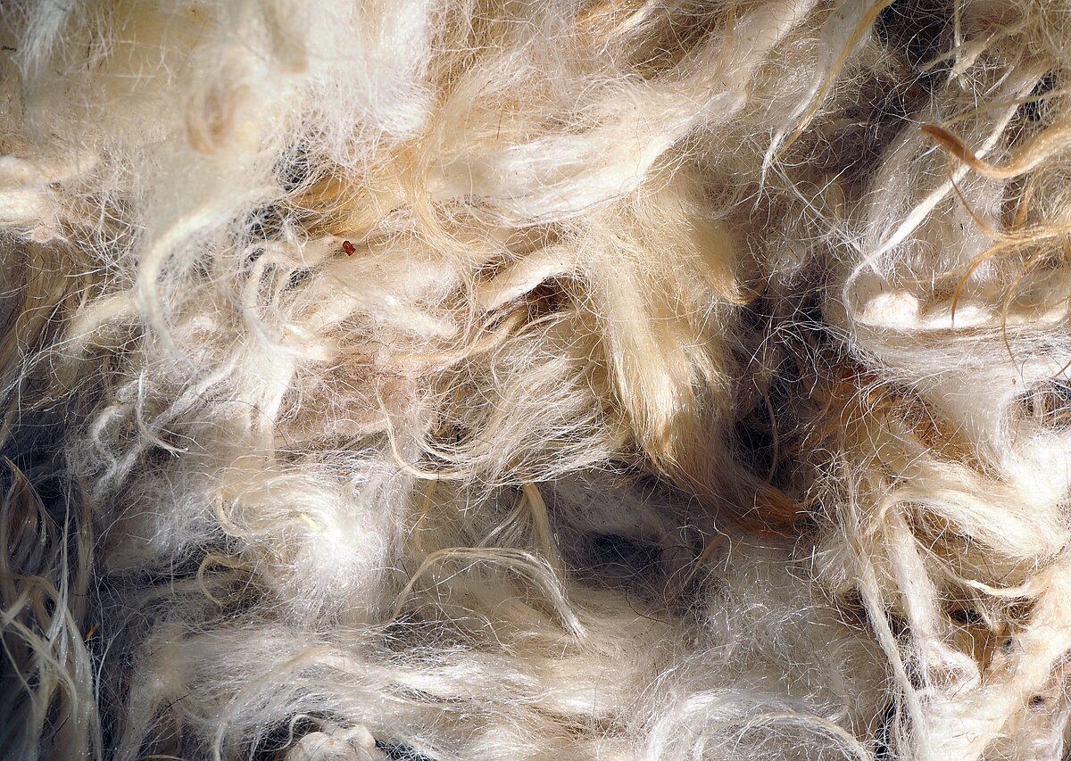 Nahaufnahme Kaschmirwolle.