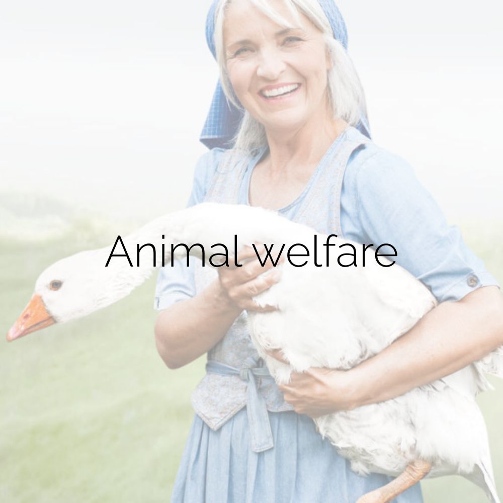 Woman in a blue dress holding a white goose in her arms. Caption: ‘Animal welfare’.