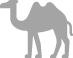 camel_58