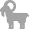 goat_58