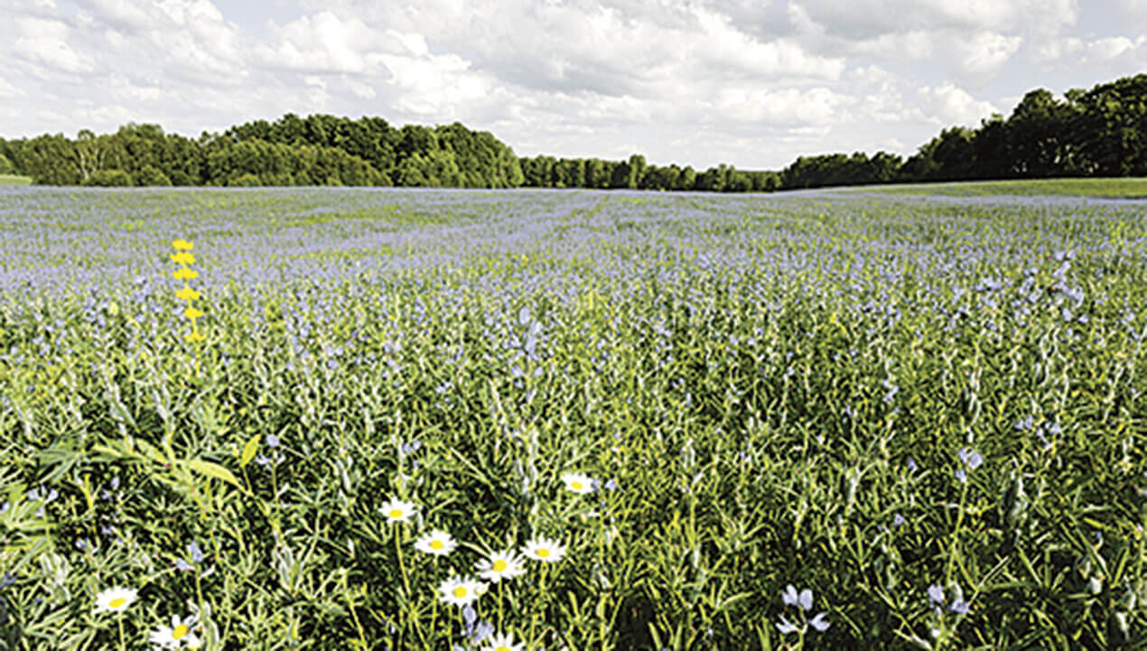 Exzellente Winterdecke: Eine Daunendecken aus Pommerschen Daunen