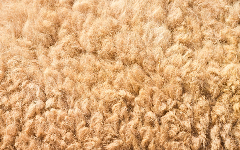 Kamelhaarwolle - ein guter Rohstoff für Naturhaardecken