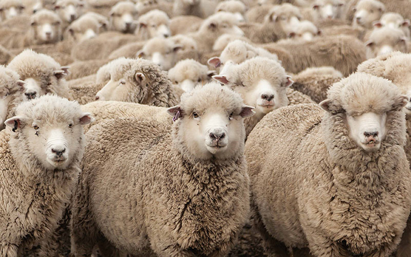 Naturhaardecken aus Wolle von Schafen
